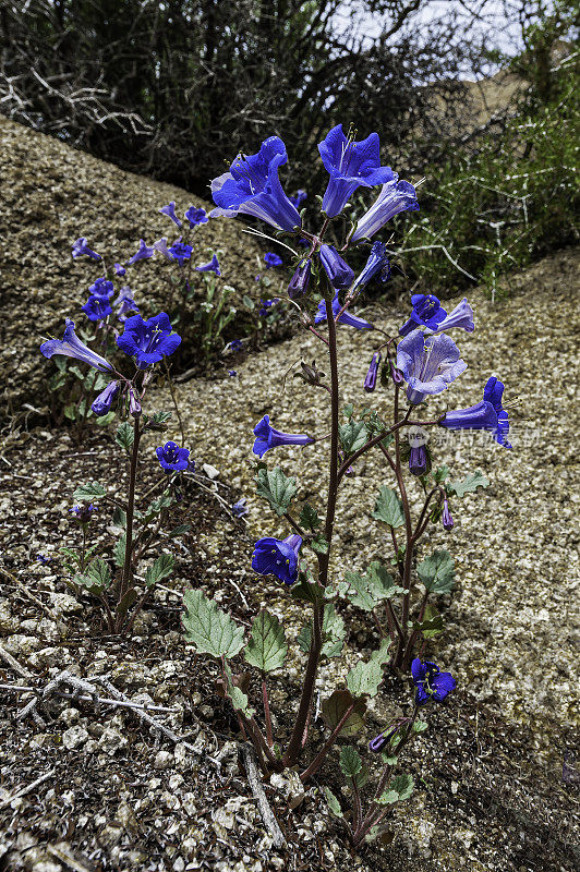 沙漠坎特伯雷钟，Phacelia campanularia，生长在约书亚树国家公园，加利福尼亚州，莫哈维沙漠